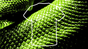 Wild collection. T-shirt prints with the diverse colours, patterns, plants and animals of our natural world in mind. An image of green snakeskin with a T-shirt overlay, organic, beautiful and wild..